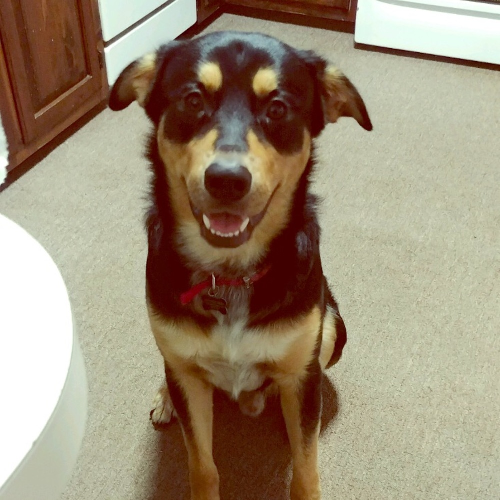 Meet your Posher, Bailey